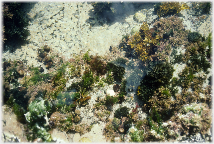 Looking down into pool, water hardly discernable.