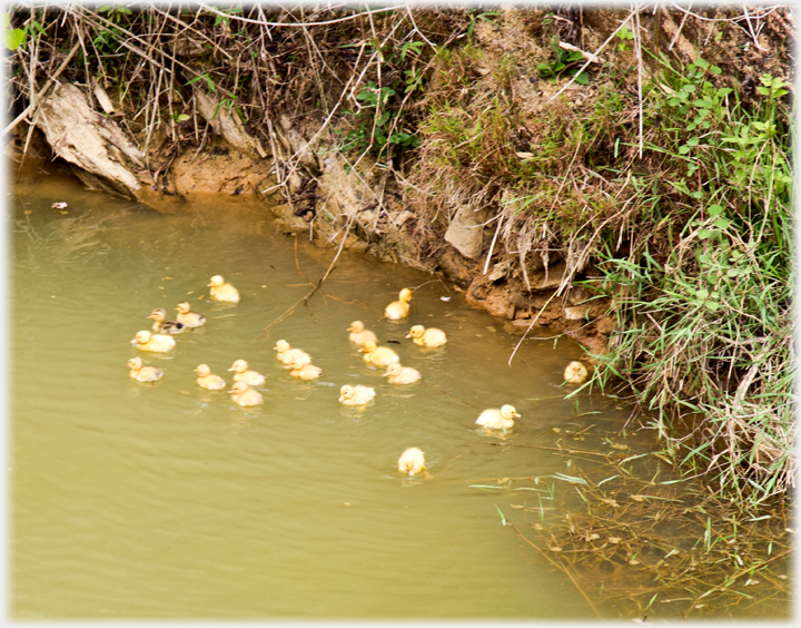 Nineteen ducklings on a pond.