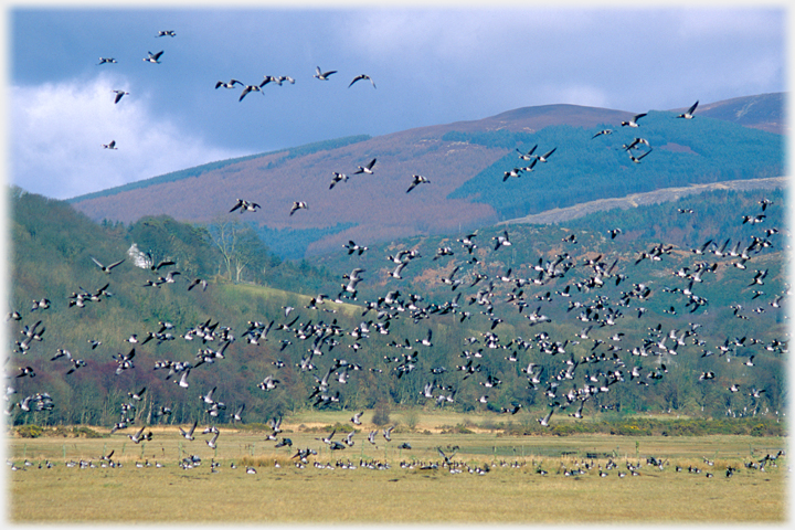 Large flock of geese flying with hills beyond.