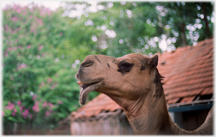 Camel's head with its lip hanging and eye on the camera.