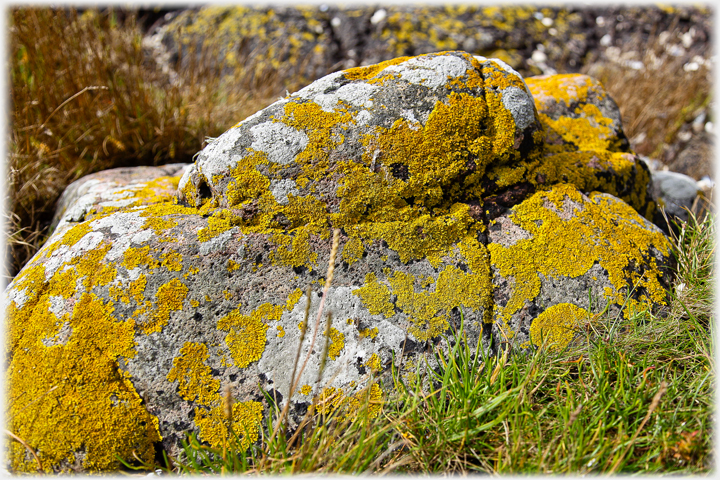 Rock covered in lichens