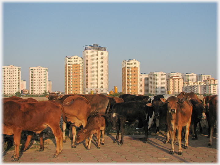 Herd of cattle with tower blocks behind.