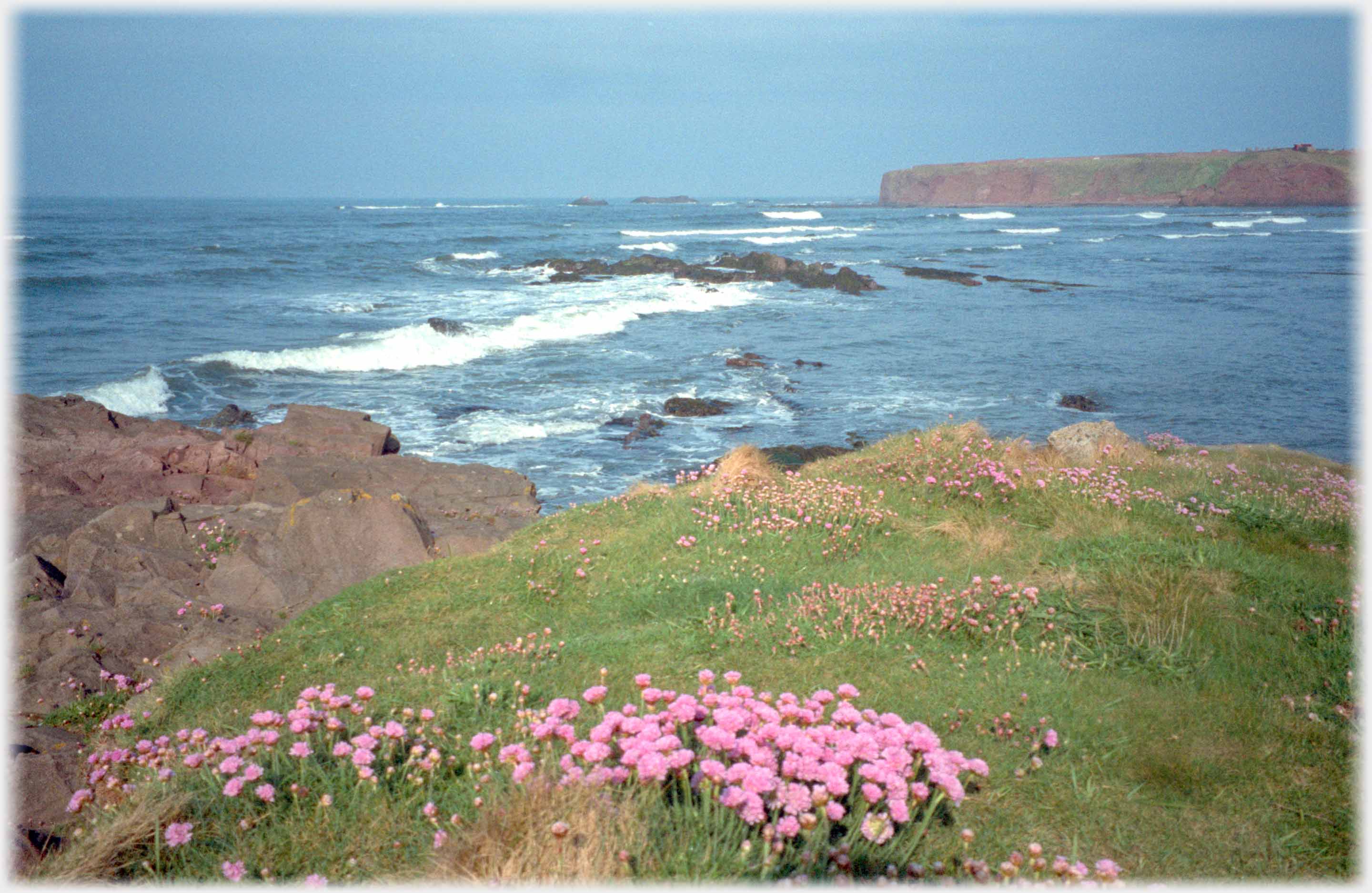 Clump of thrift with others aroound among grass on cliff top.