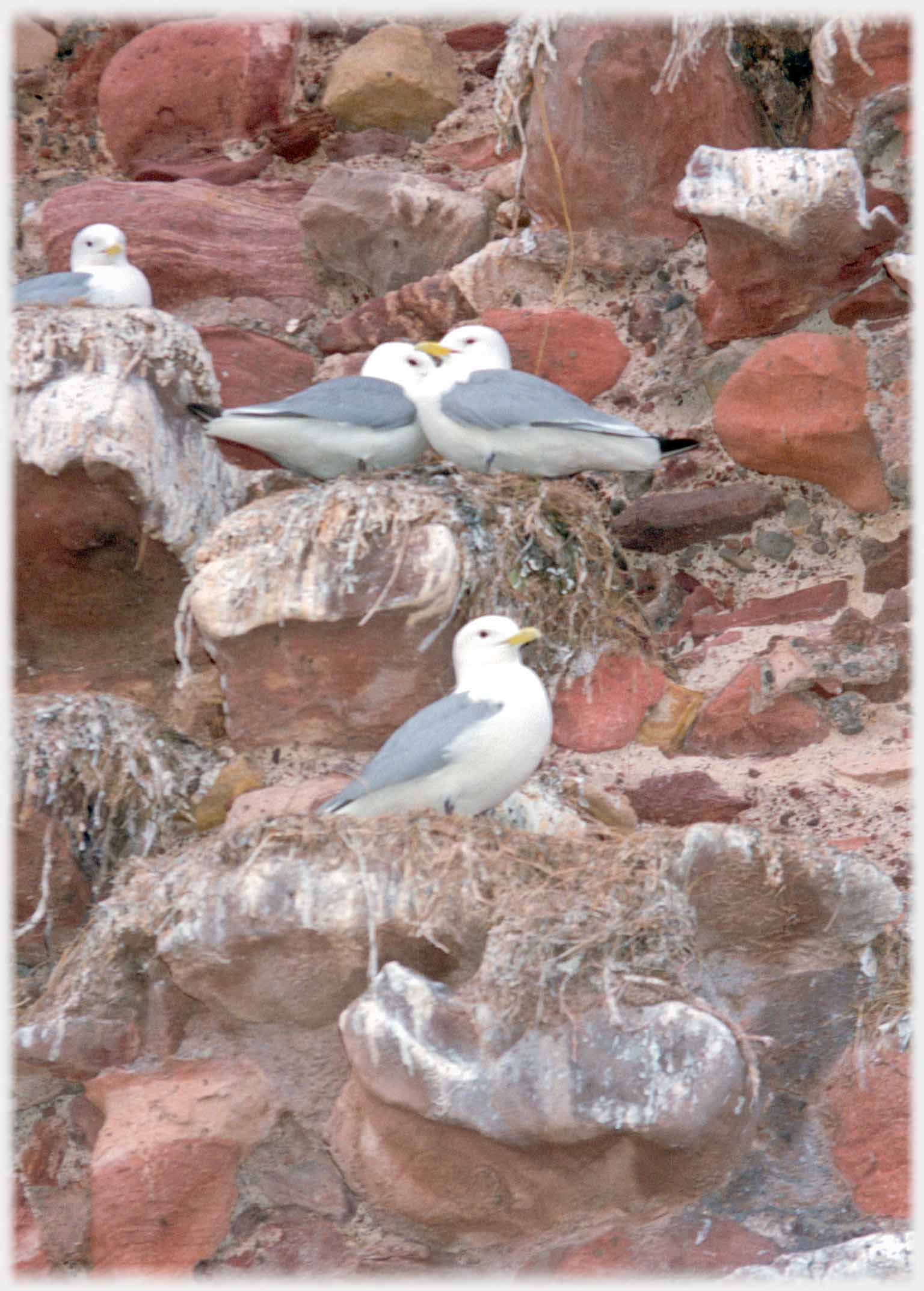 Four kittiwakes sitting on their nests on sandstone ledges.