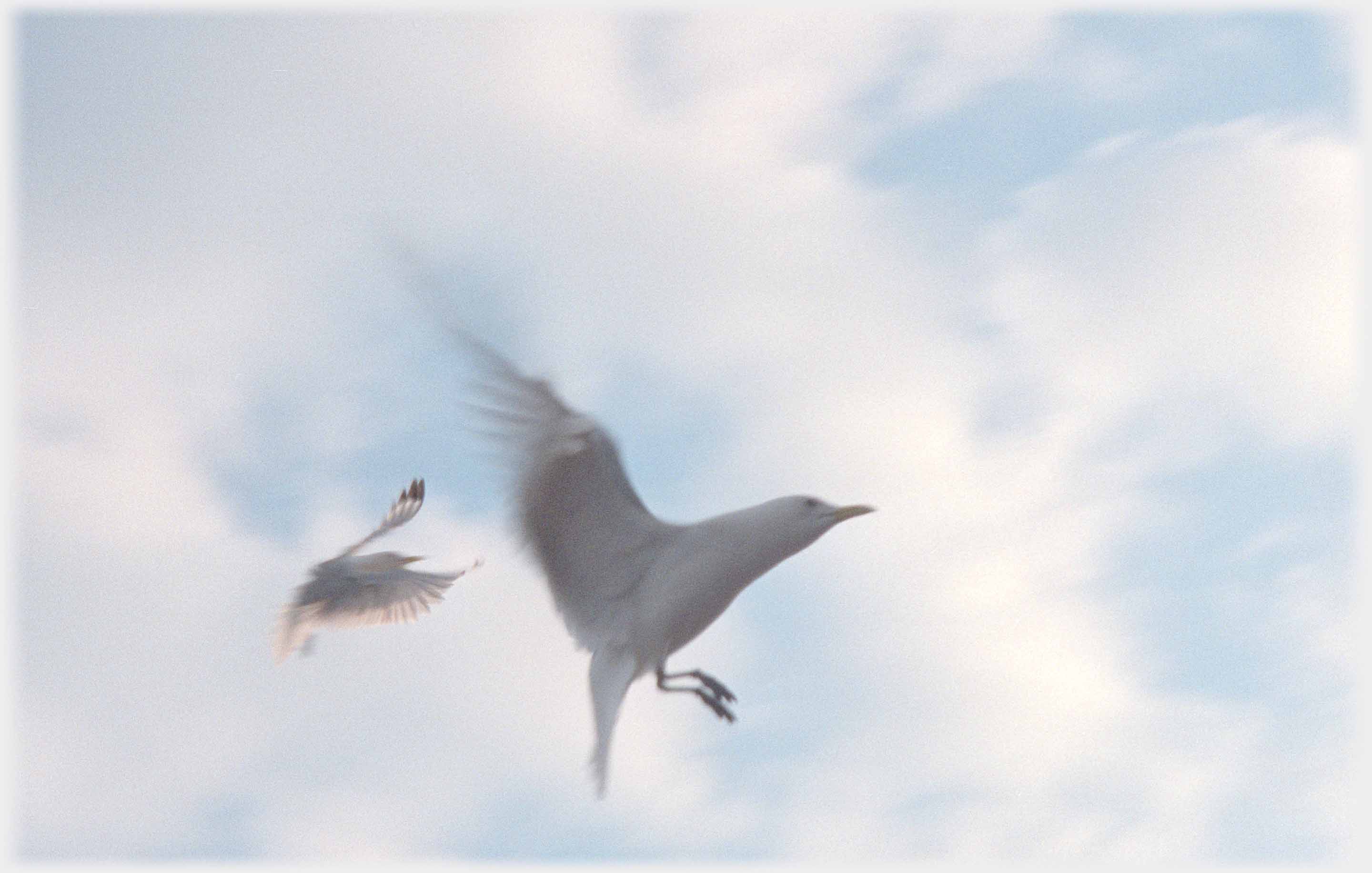 Two kittiwakes coming into land.