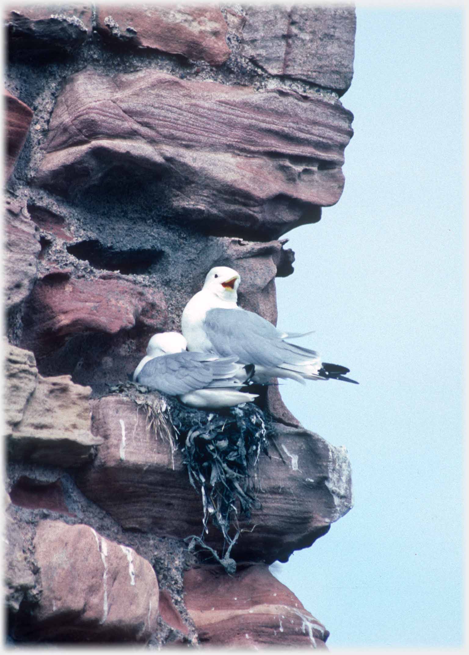 Two birds on nest, one asleep one beak open.