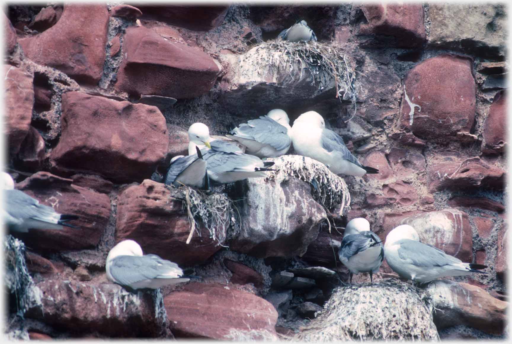 Six birds appear to all have thier heads tucked in.