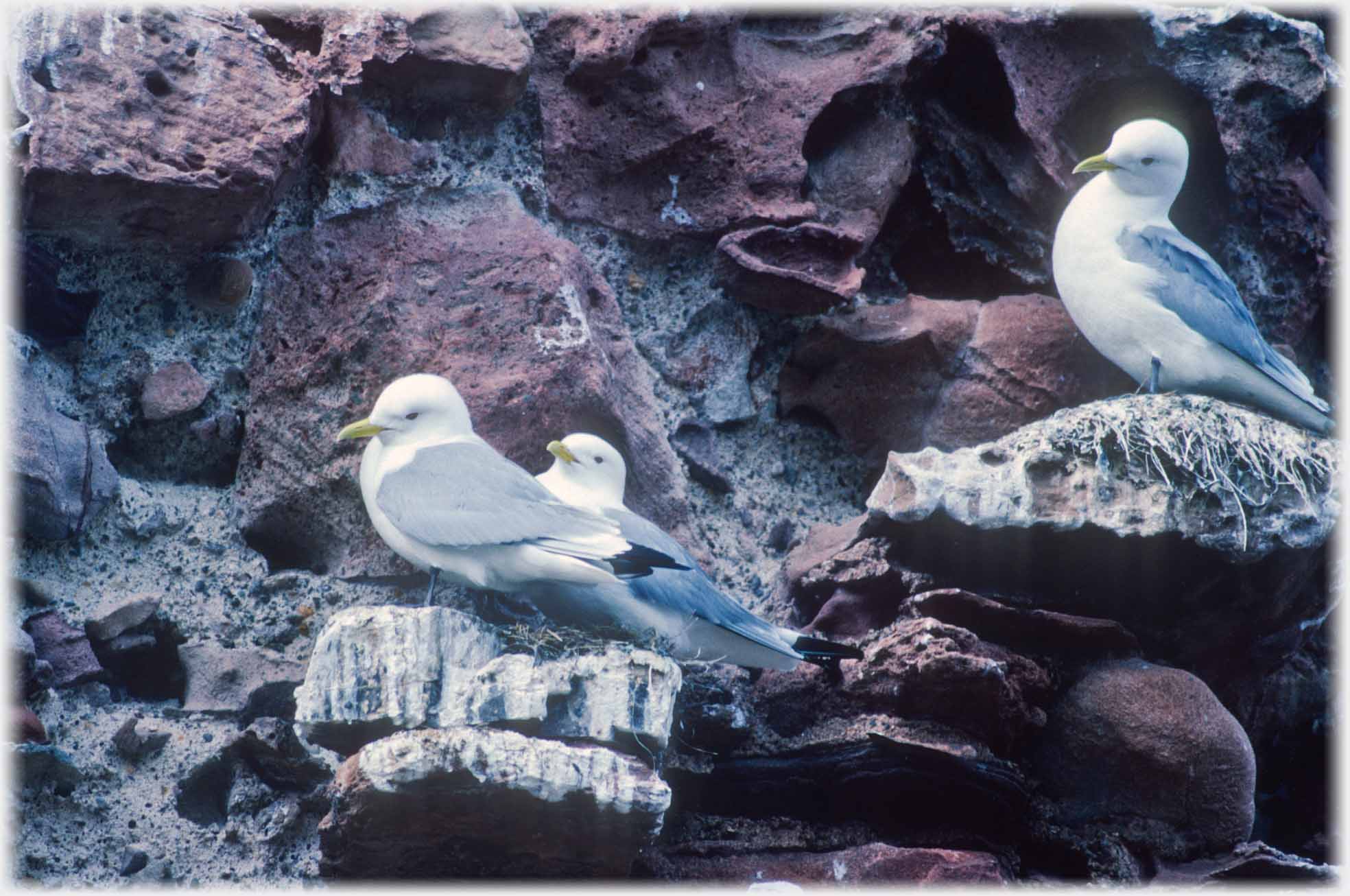 Three kittiwakes with heads at various angles to show off the exceeding whiteness.