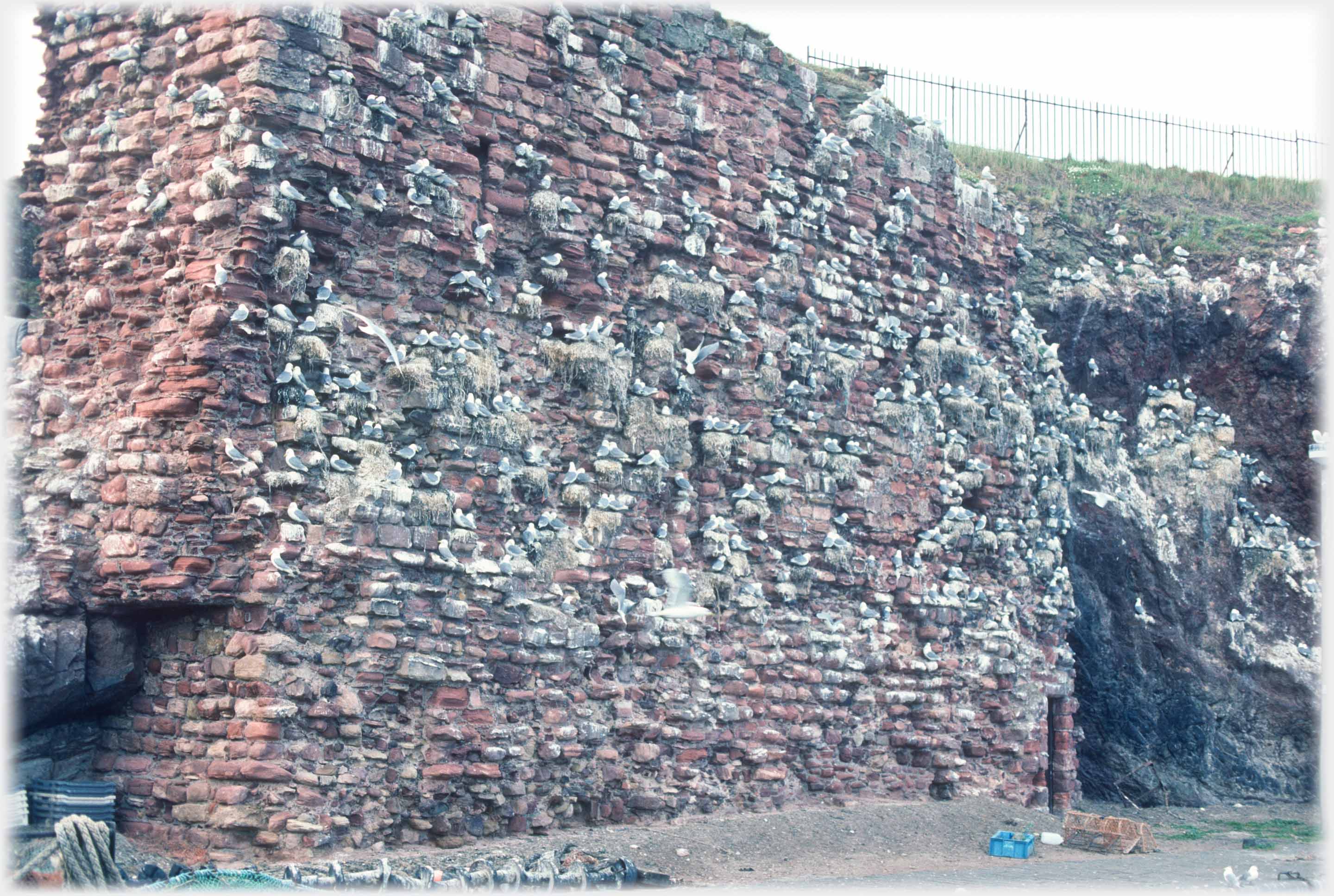 Large sandstone wall covered in kttiwakes.