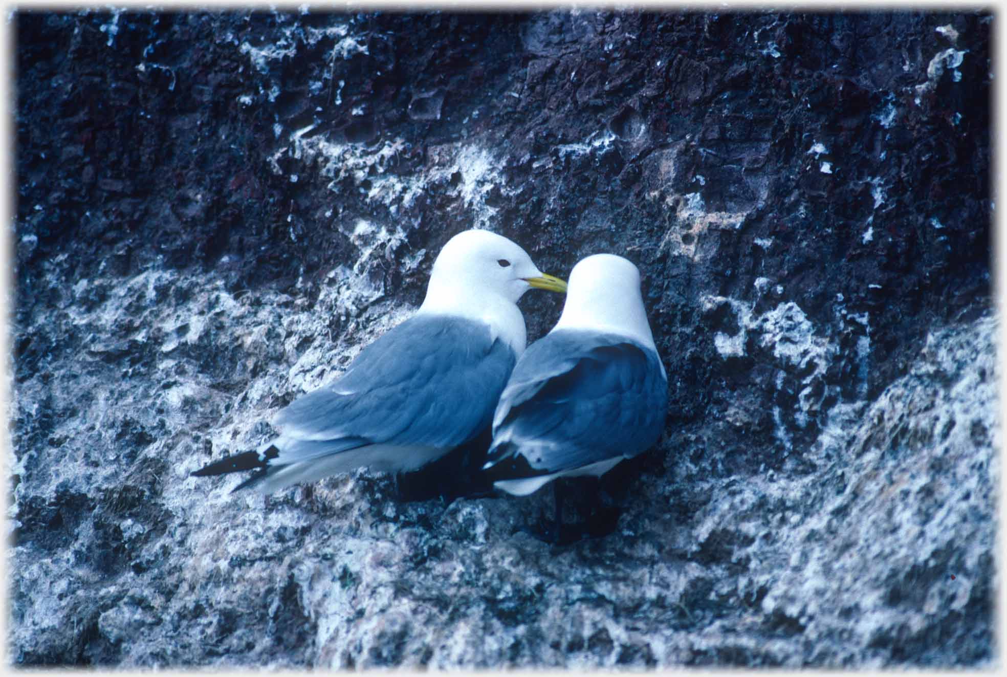 Two kittiwakes, back and side of head.