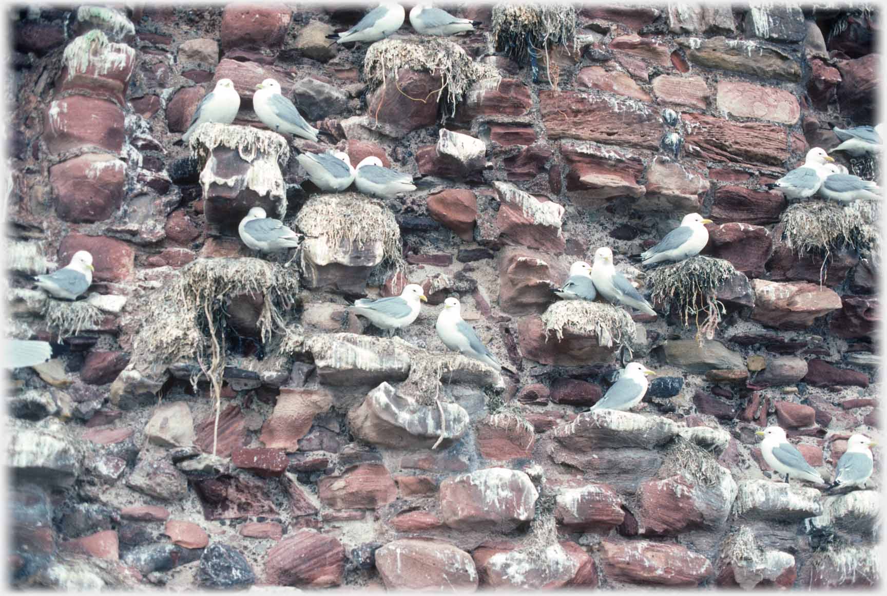 A larger area of nesting birds in various poses