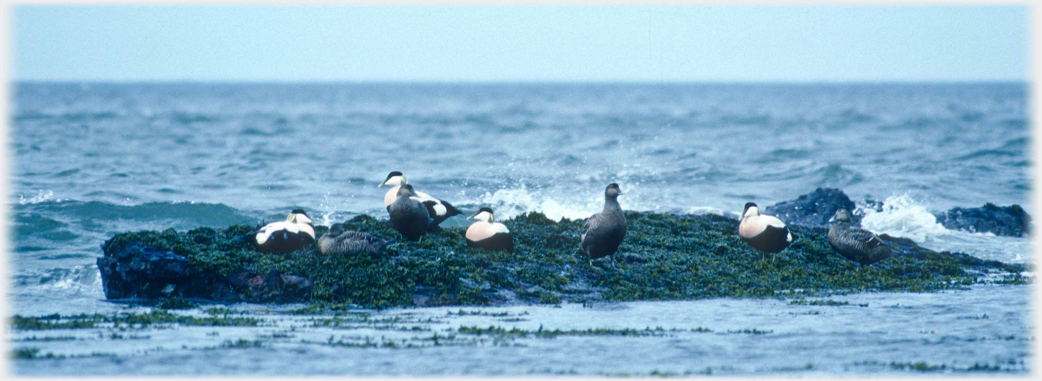 Four male and four female eider ducks on rock in sea.