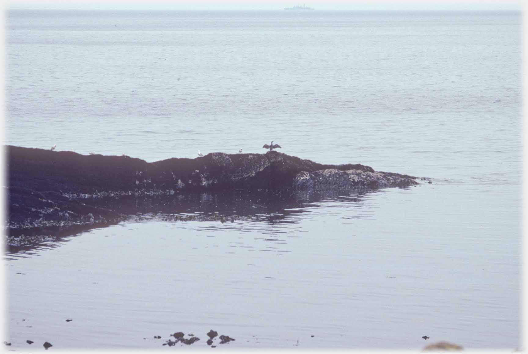 Cormorant/shag on promontary sea all around.