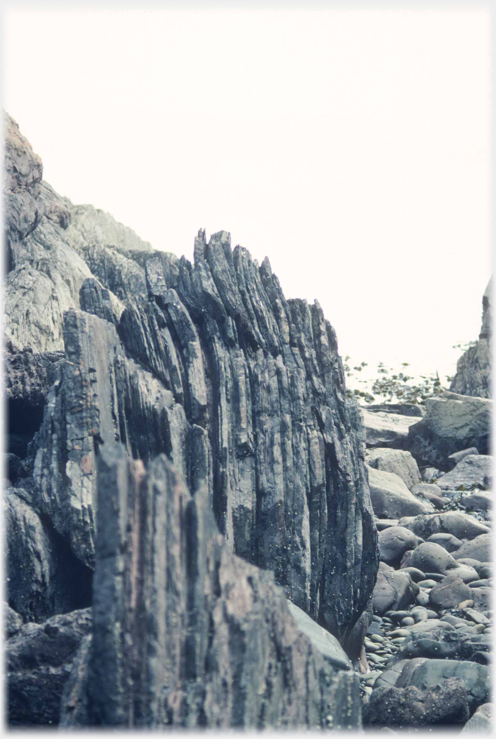 Layers of dark rock standing vertically.