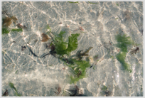 Shot through glistening water to wrack below.