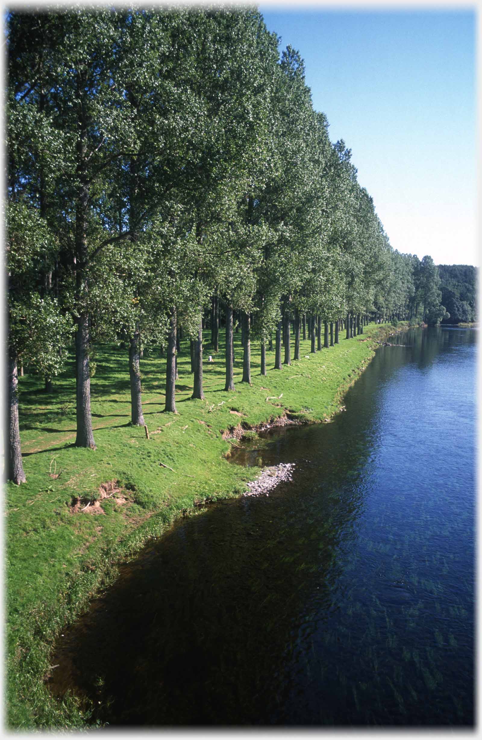 Trees lining bank of river.