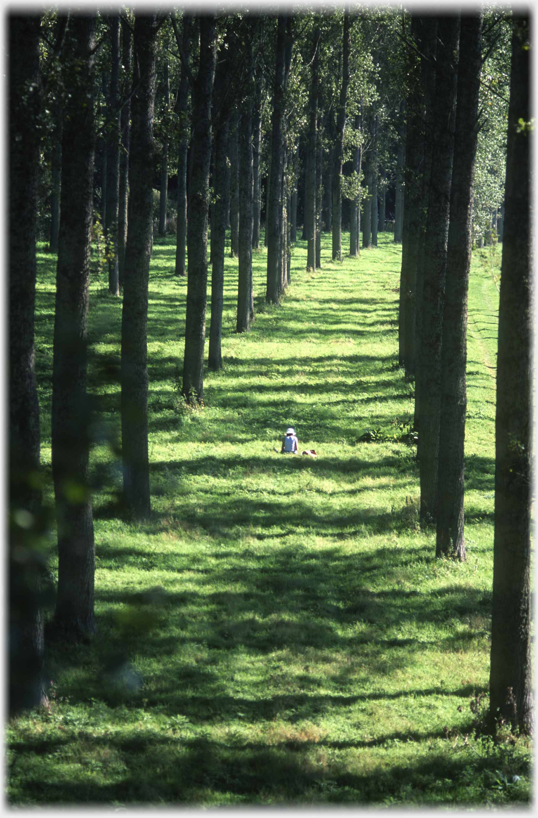 Avenue of trees curving away, woman sitting on grass in middle some way off.