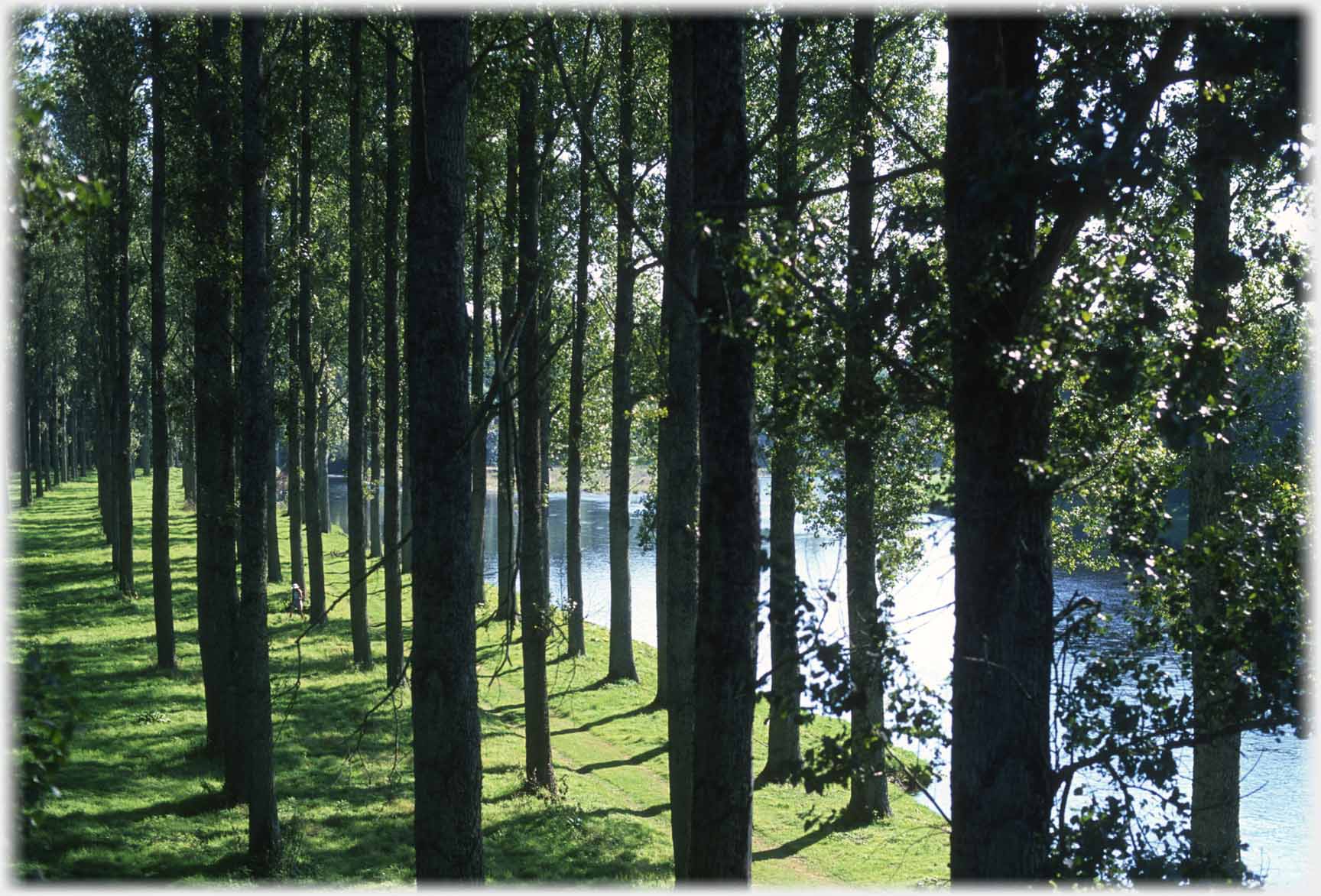 More closely packed trees with river beyond.