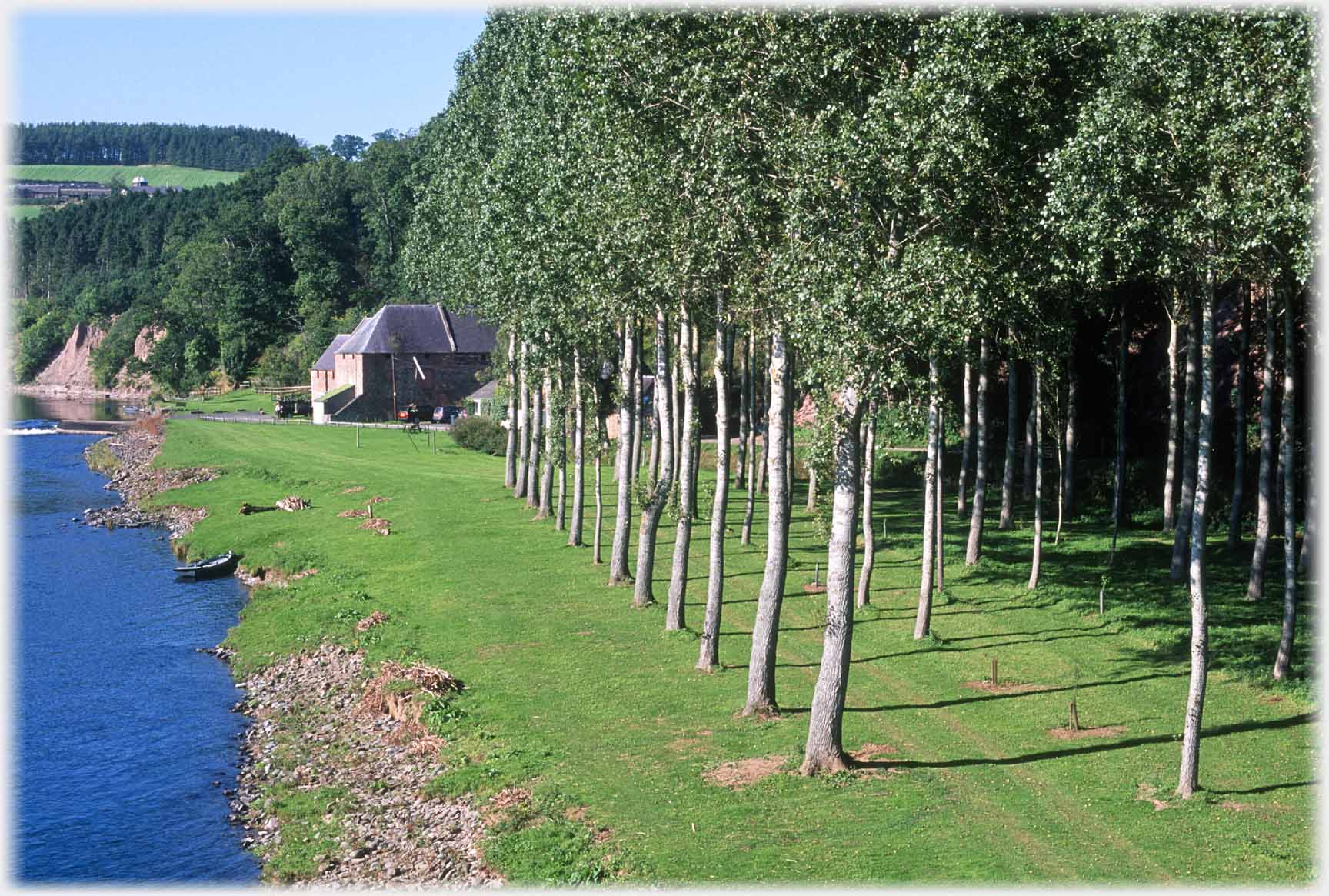 Looking along the rows of trees towards millhouse.