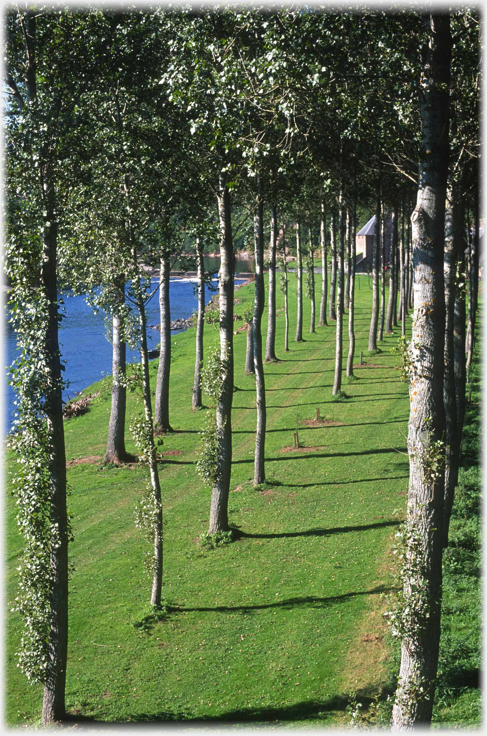 Looking through lines of trees on river bank, house beyond.