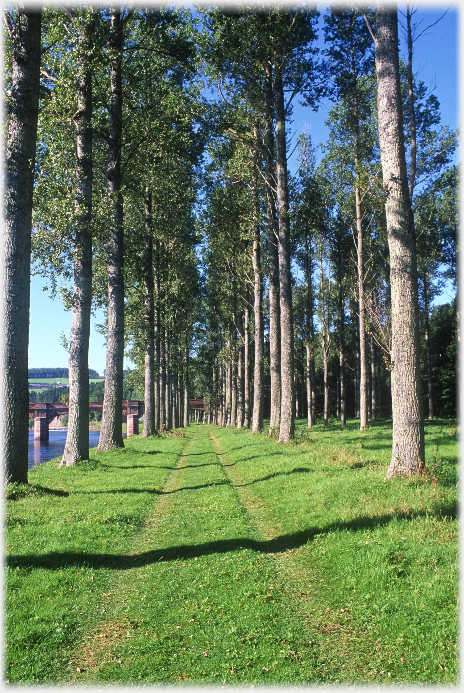 Dual tracks in grass extending away between lines of trees