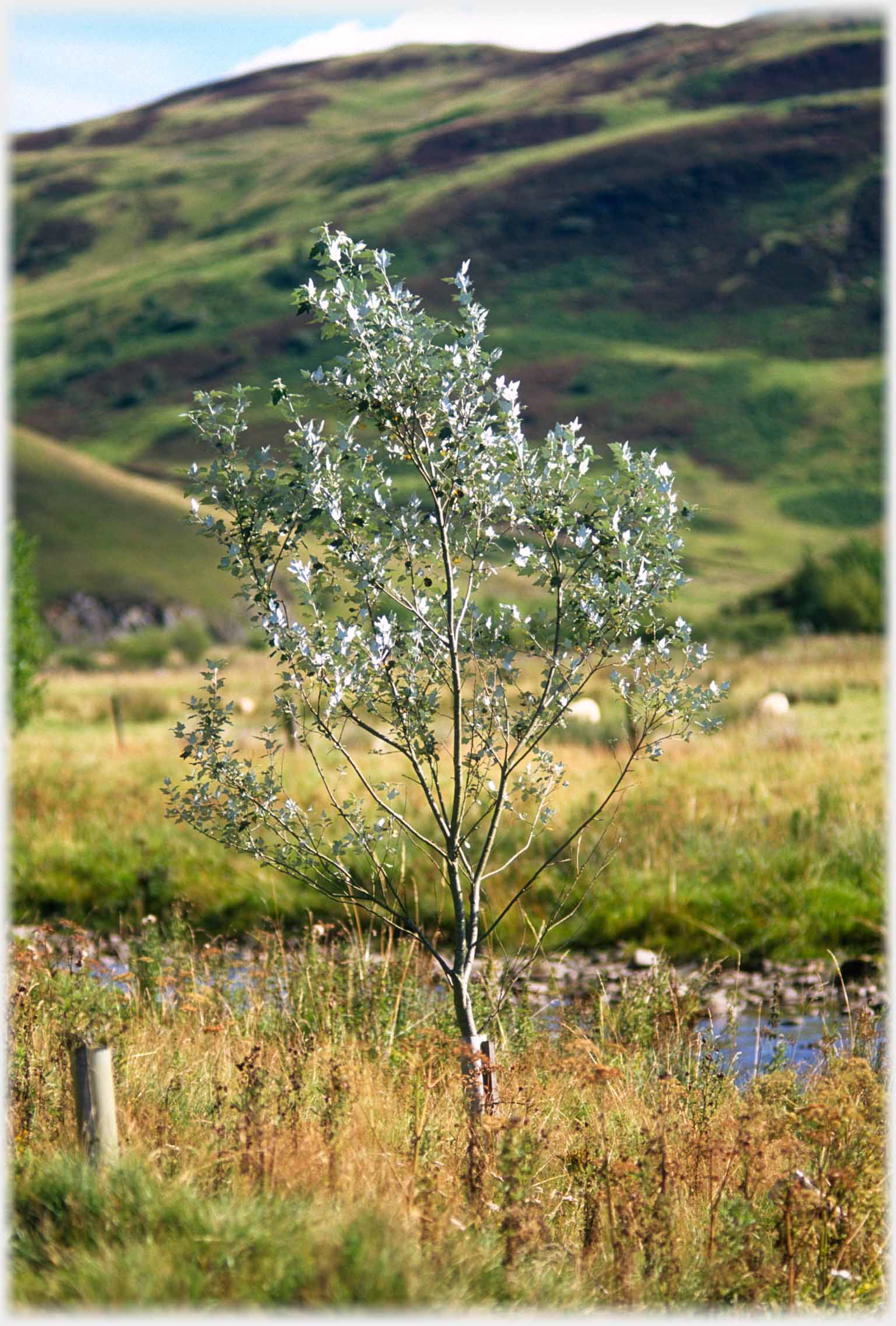 Leaves of willow sapling catching light.