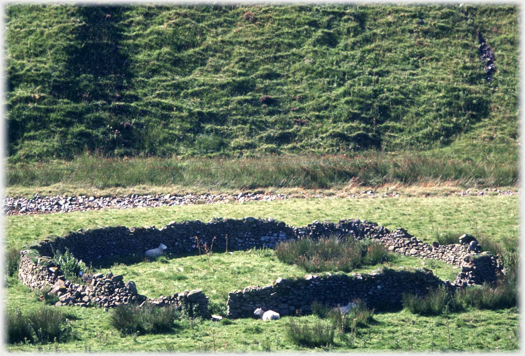 Closer photo of circular sheep fold in previous photo.