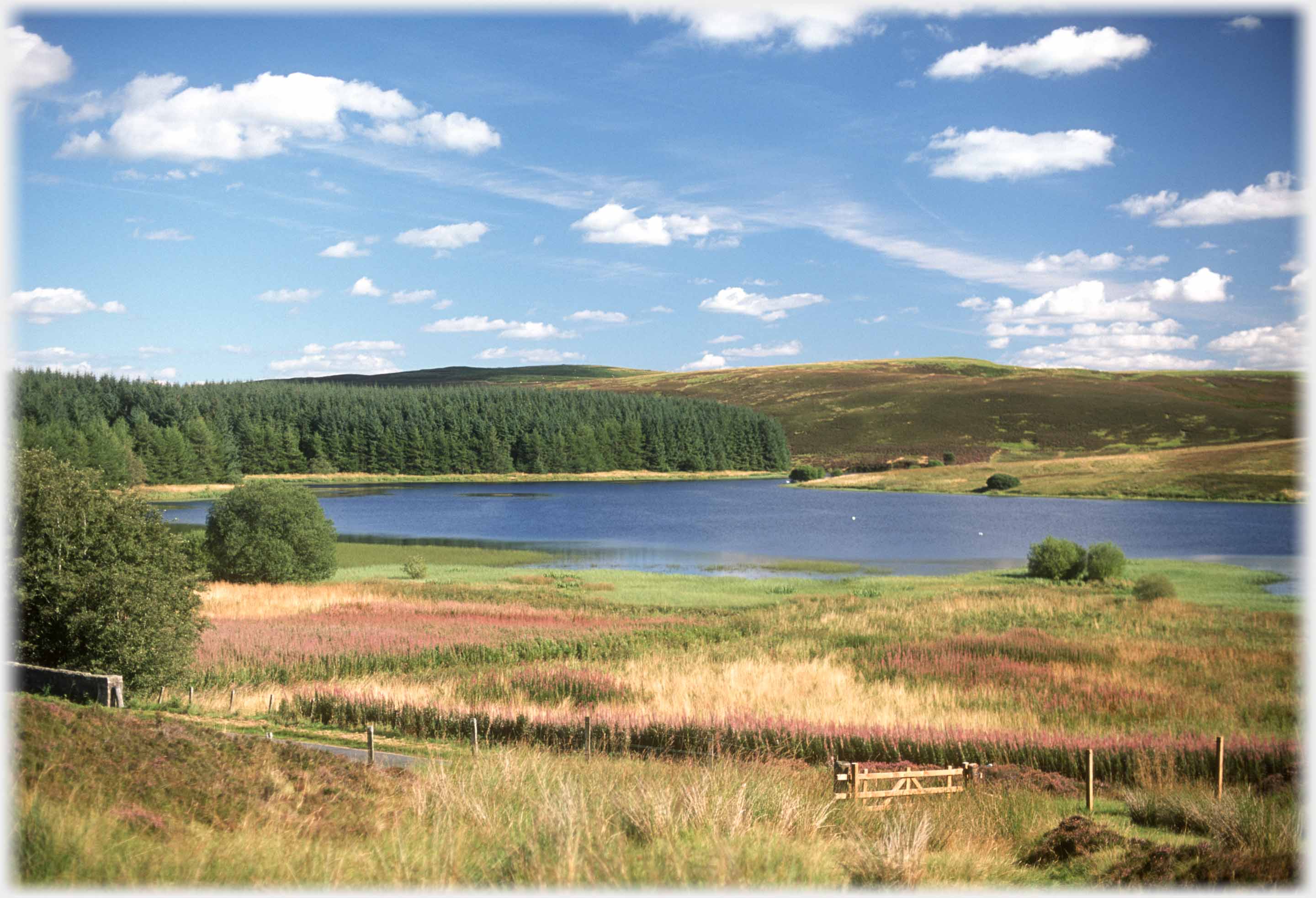 Loch with woods, low hill and field of willow herb at the front.