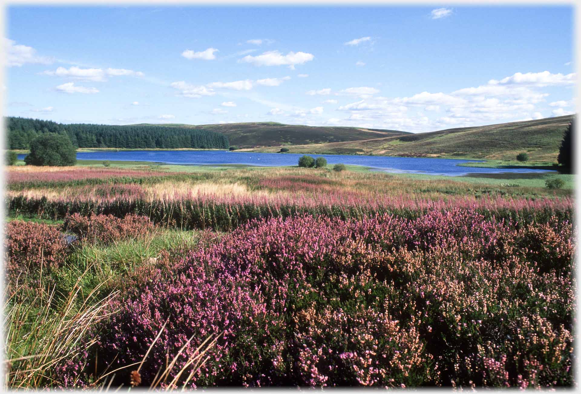 Large clump of heather with loch beyond.