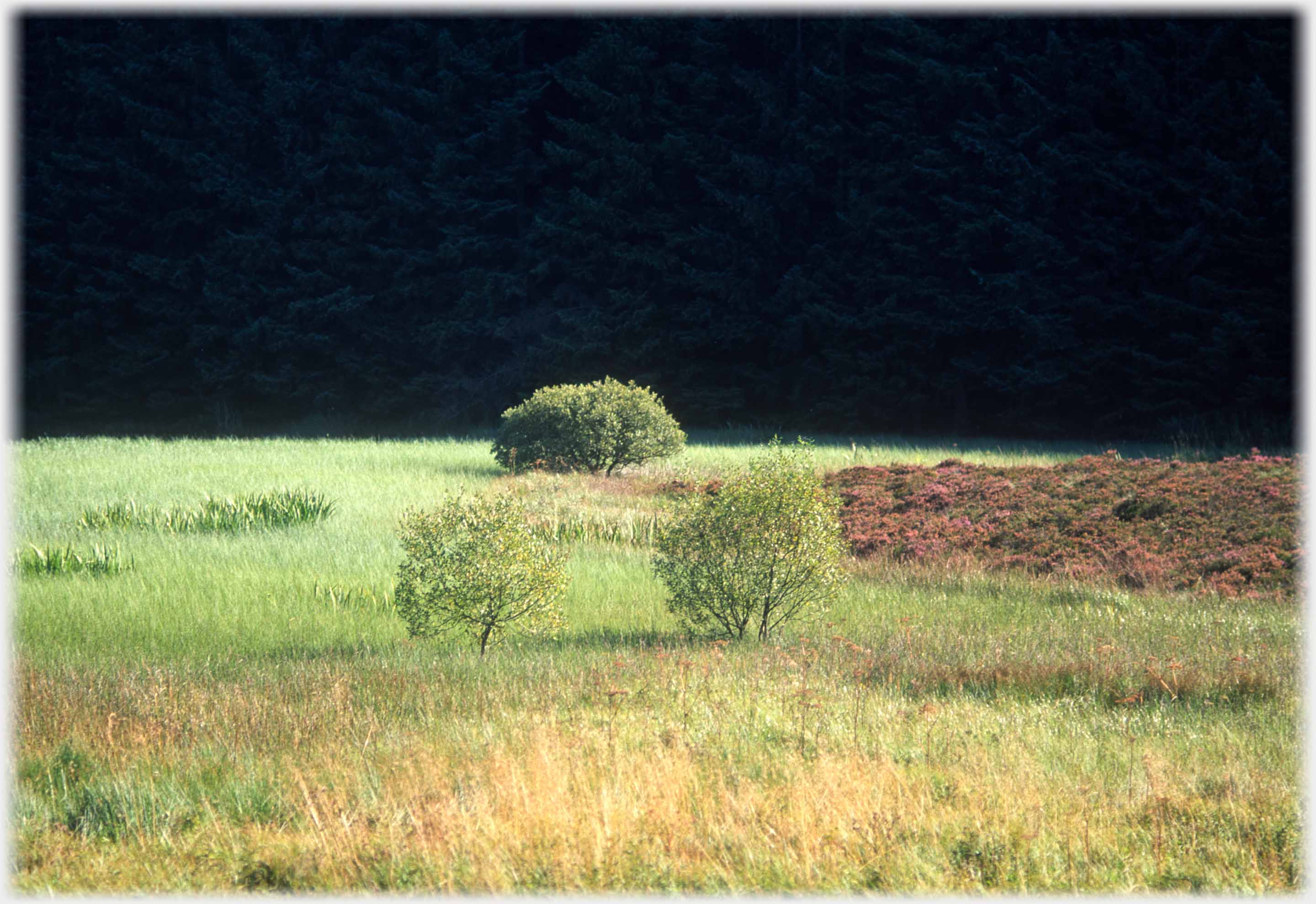 Three sapplings in grass with heather area set against very dark trees.