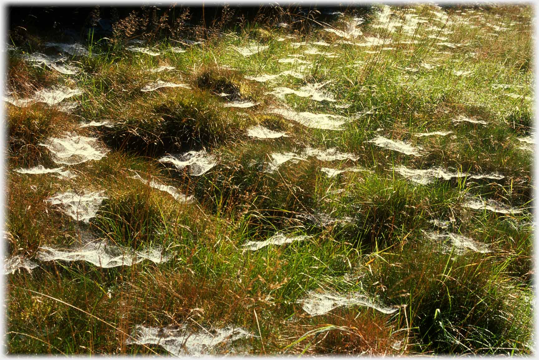 Tufted grass with cobwebs spun between the grasses.