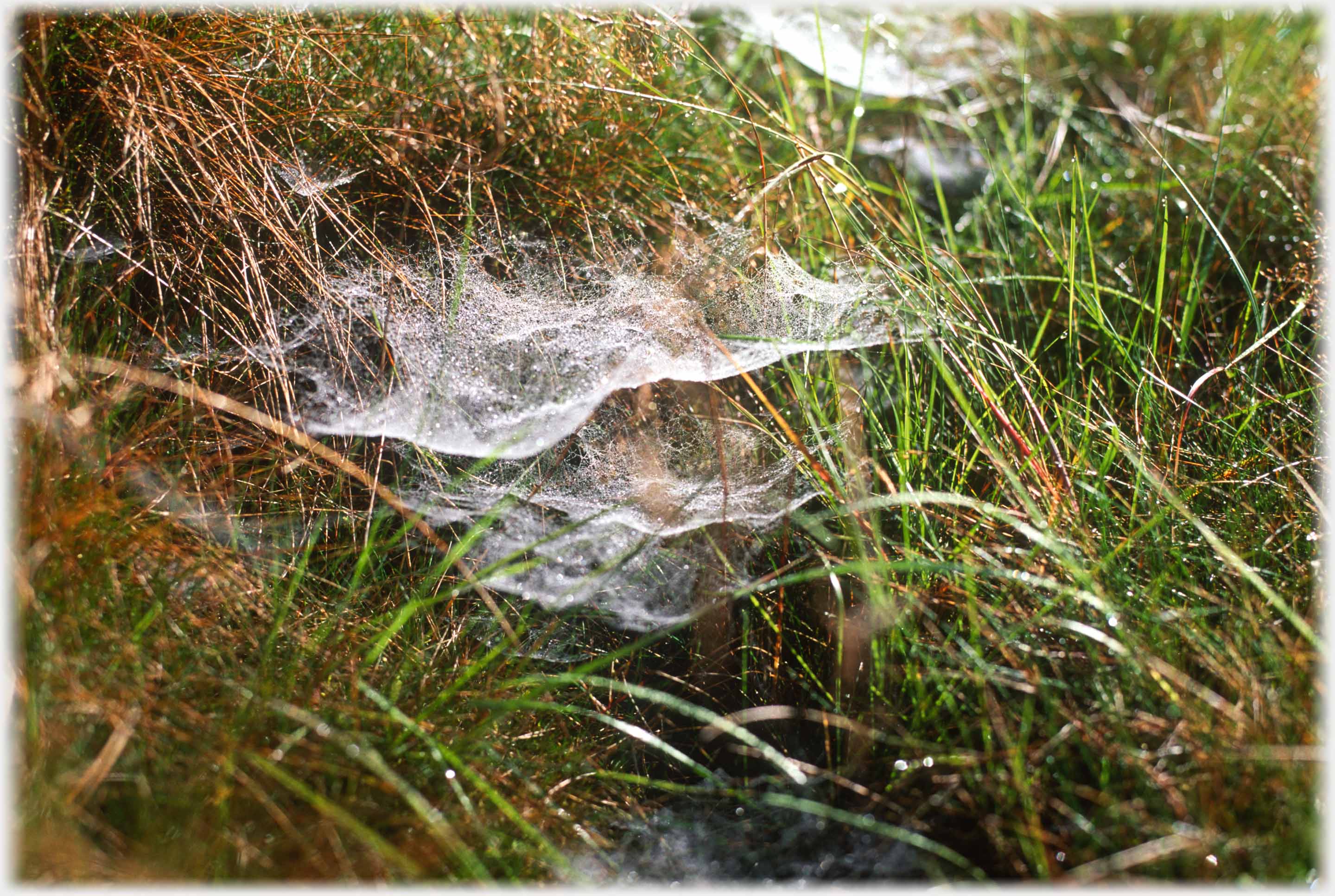 Close up of webs.