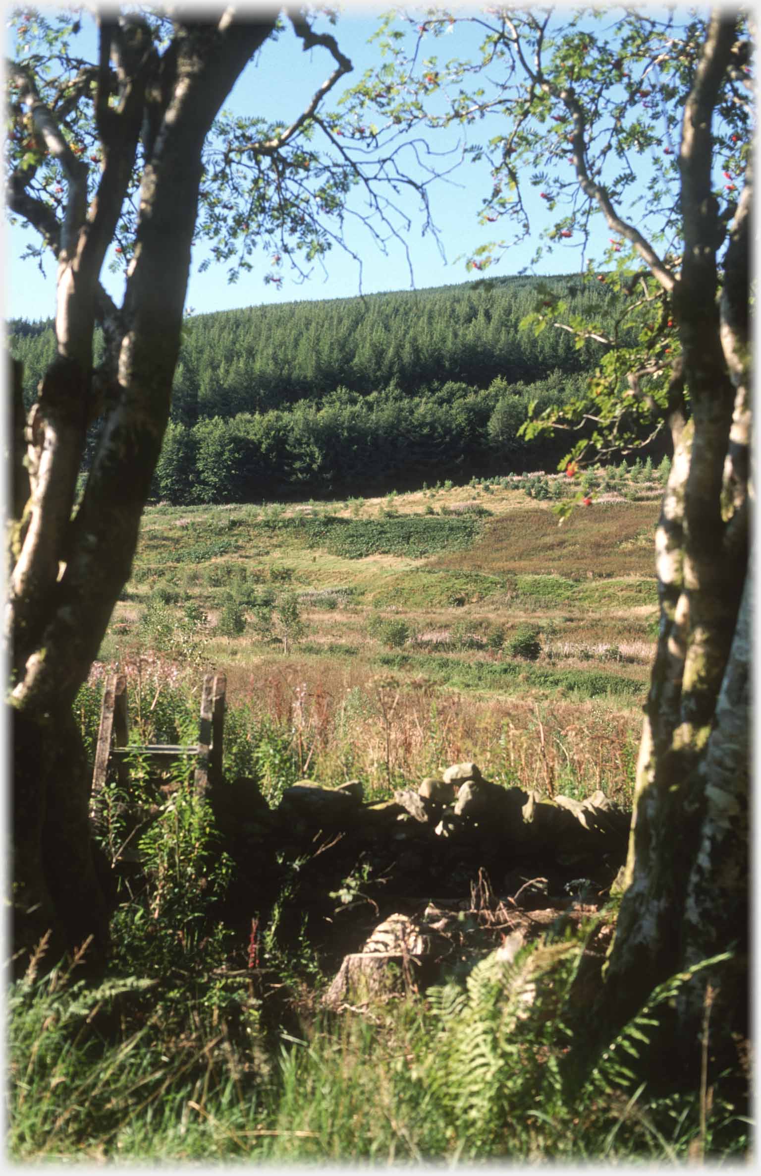 Two trees on either side of the photo, wall with style over it and rough land and woods beyond.