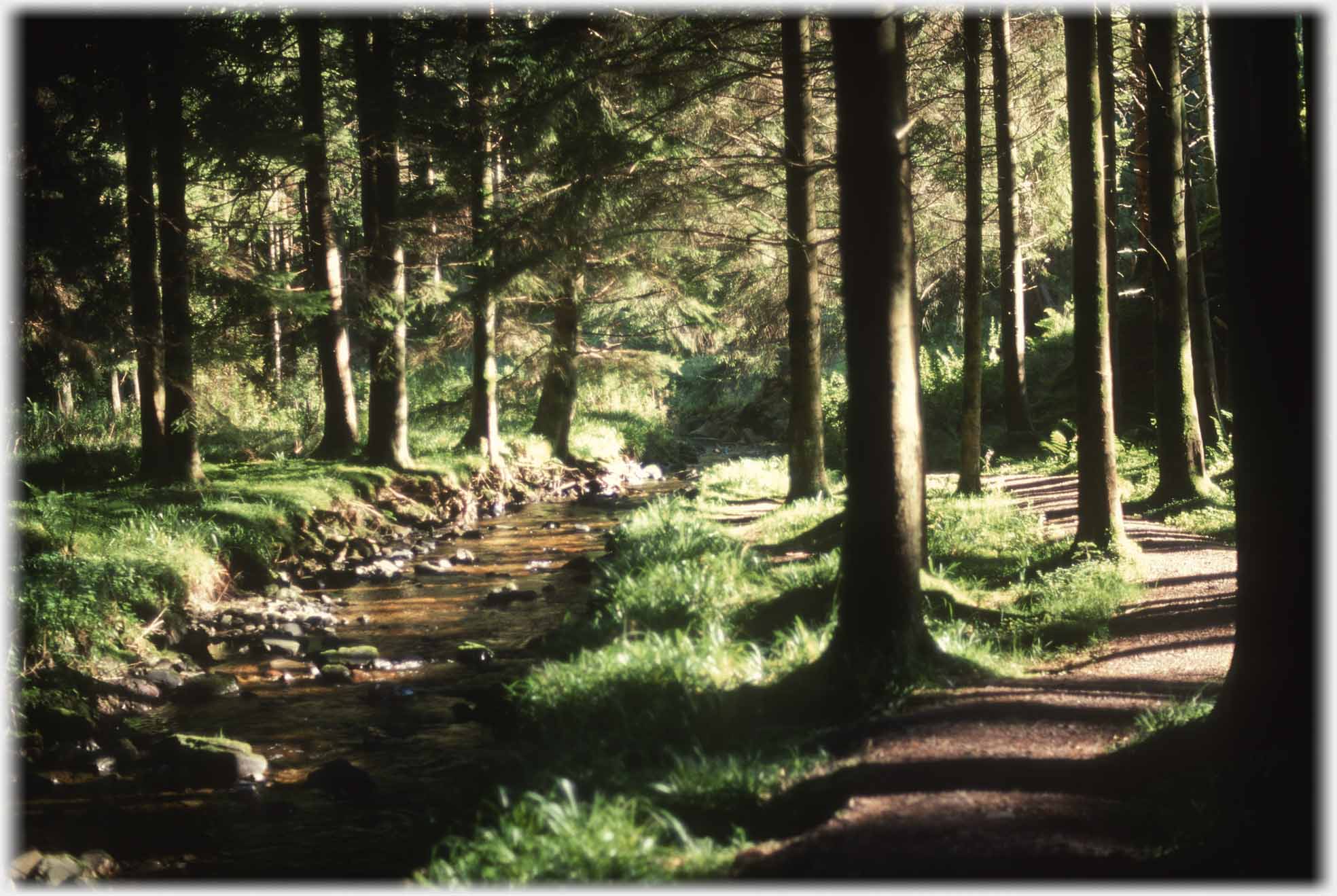 Pines lining bank of stream, path to one side.