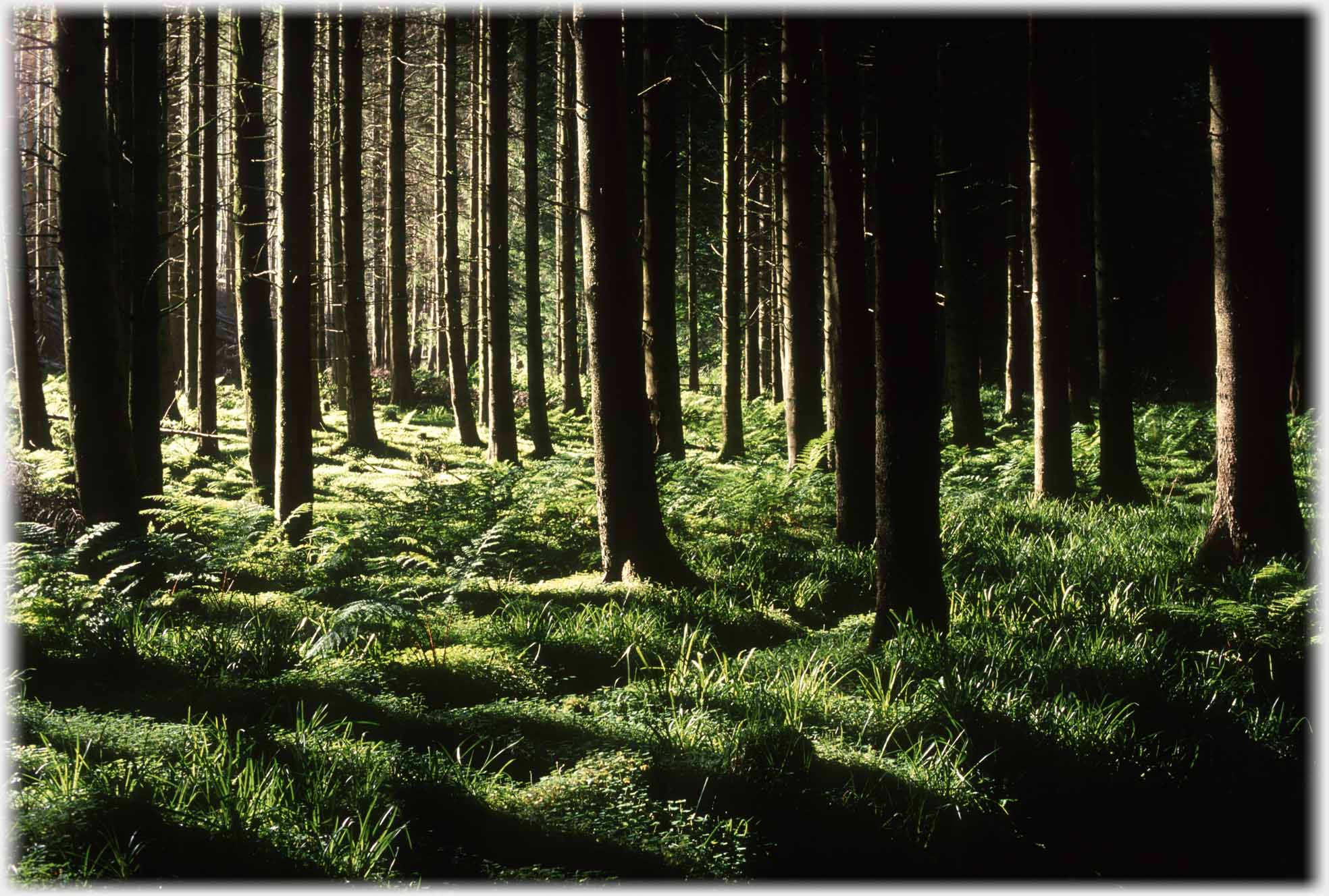 Tree trunks side lit, ground coverred in grass and bracken.