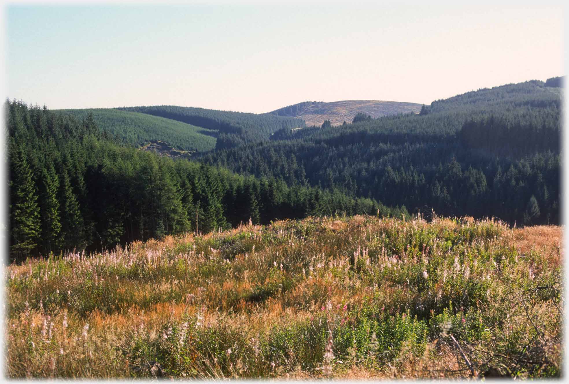 Rough open ground, forest of conifers beyond.