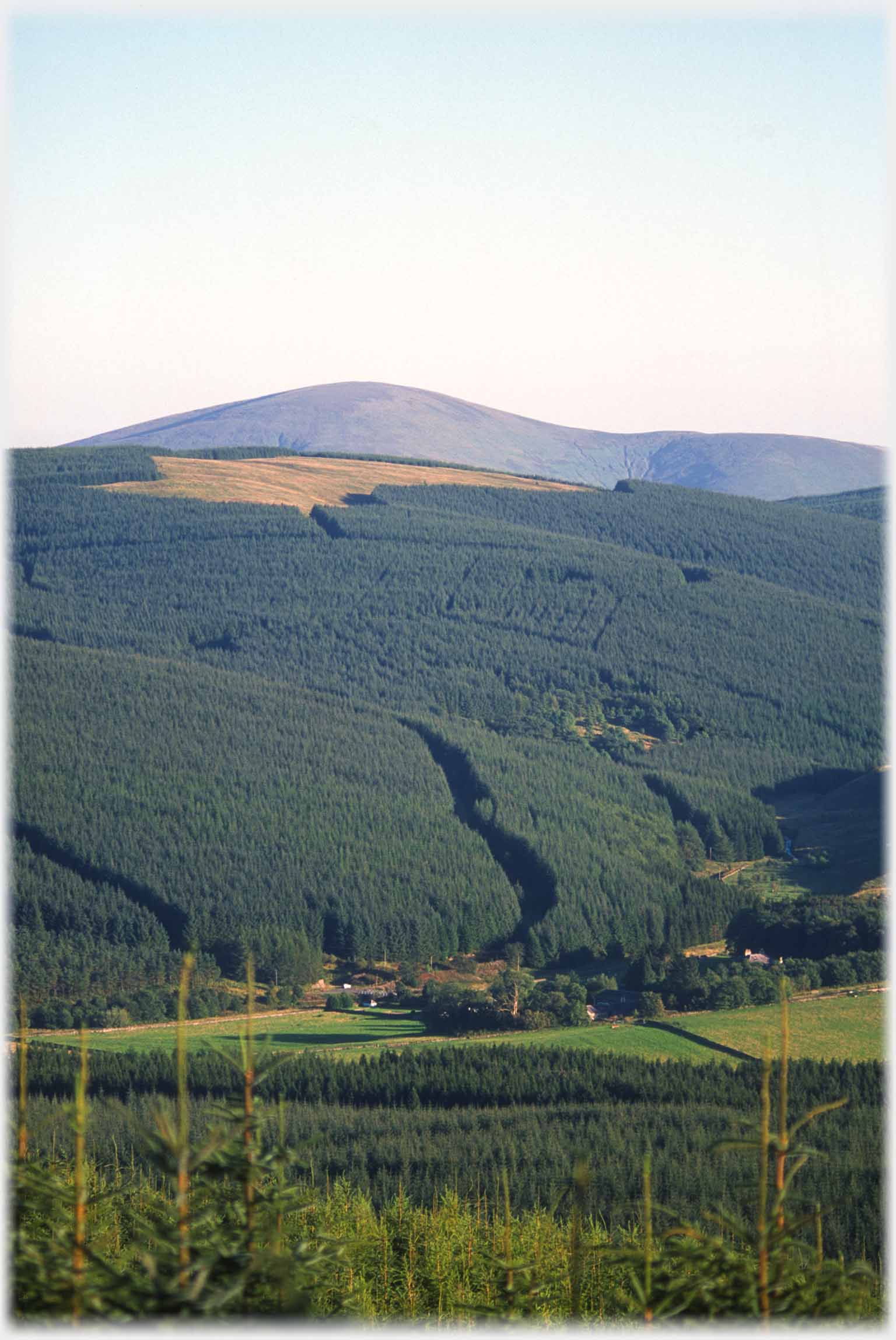 Valley with packed conifers rising from it, bear hill beyond.