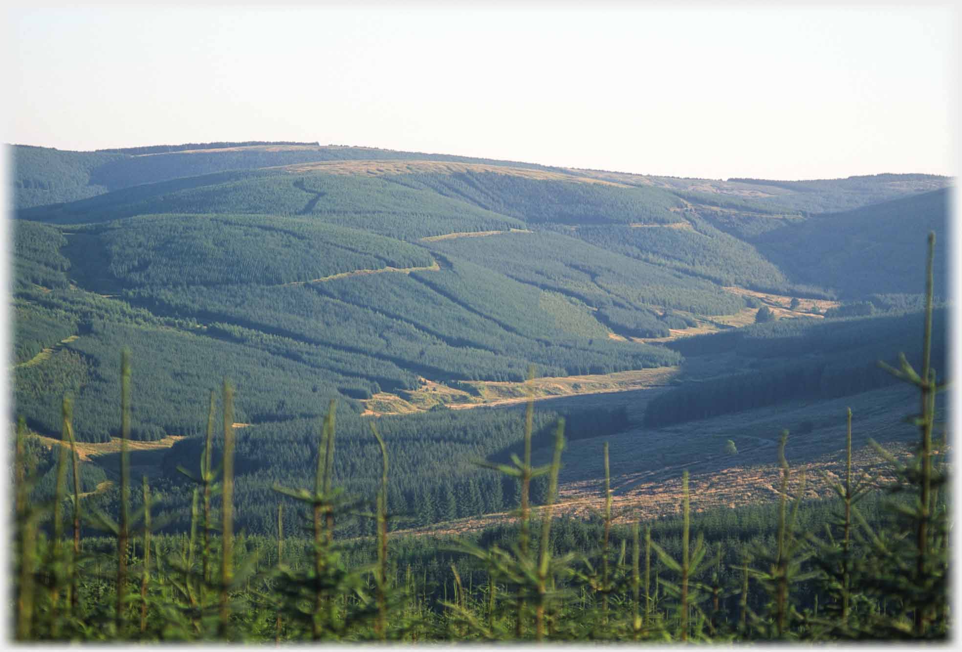 Large open valley with conifers