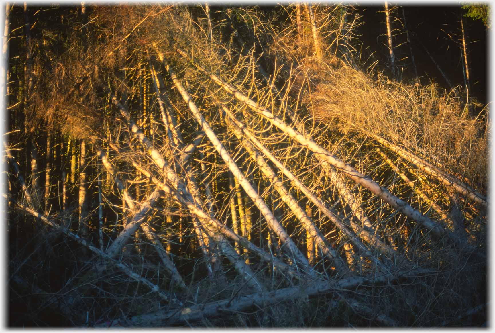 Semi-fallen wind blown trees.