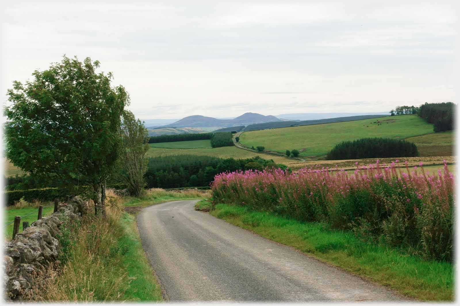 Road pointing at distant twin peak, mass of willowherb to right.