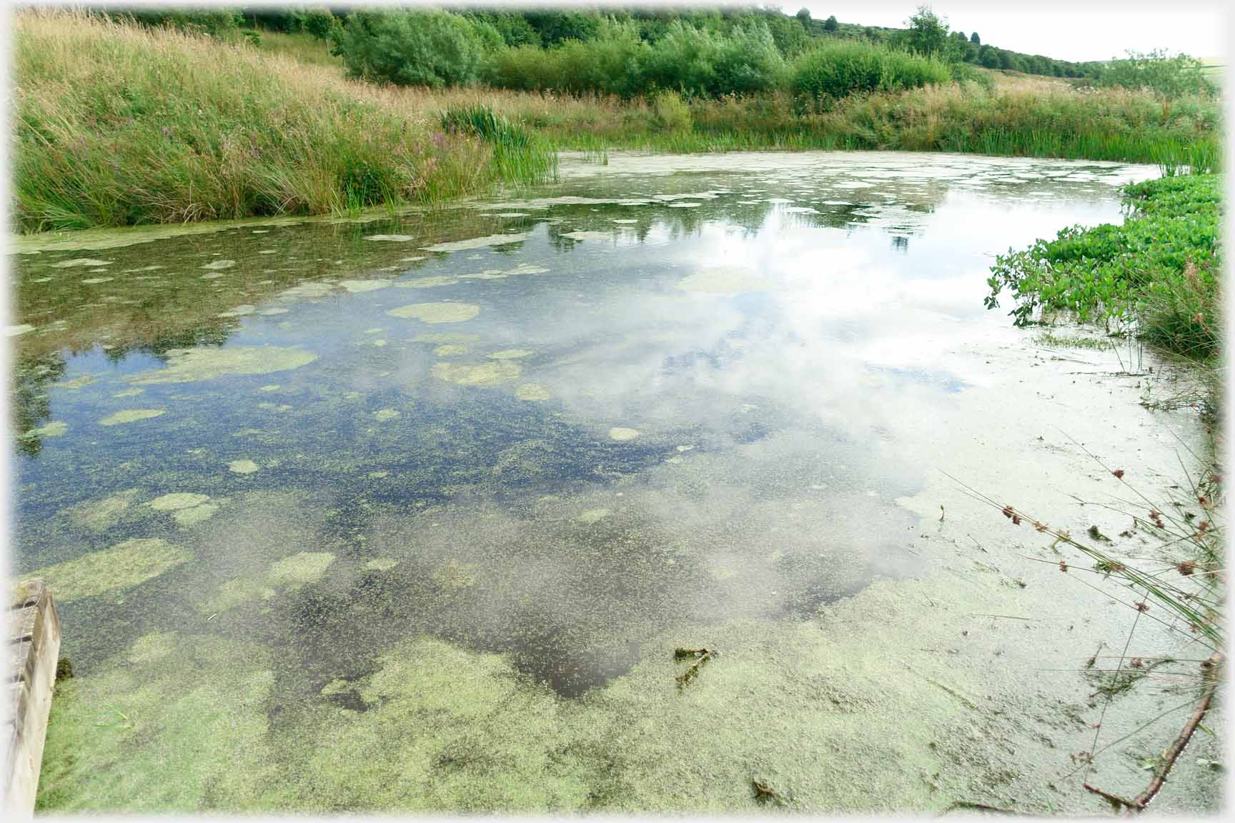 Pond with weed.