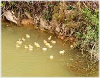 Nineteen ducklings on pool.