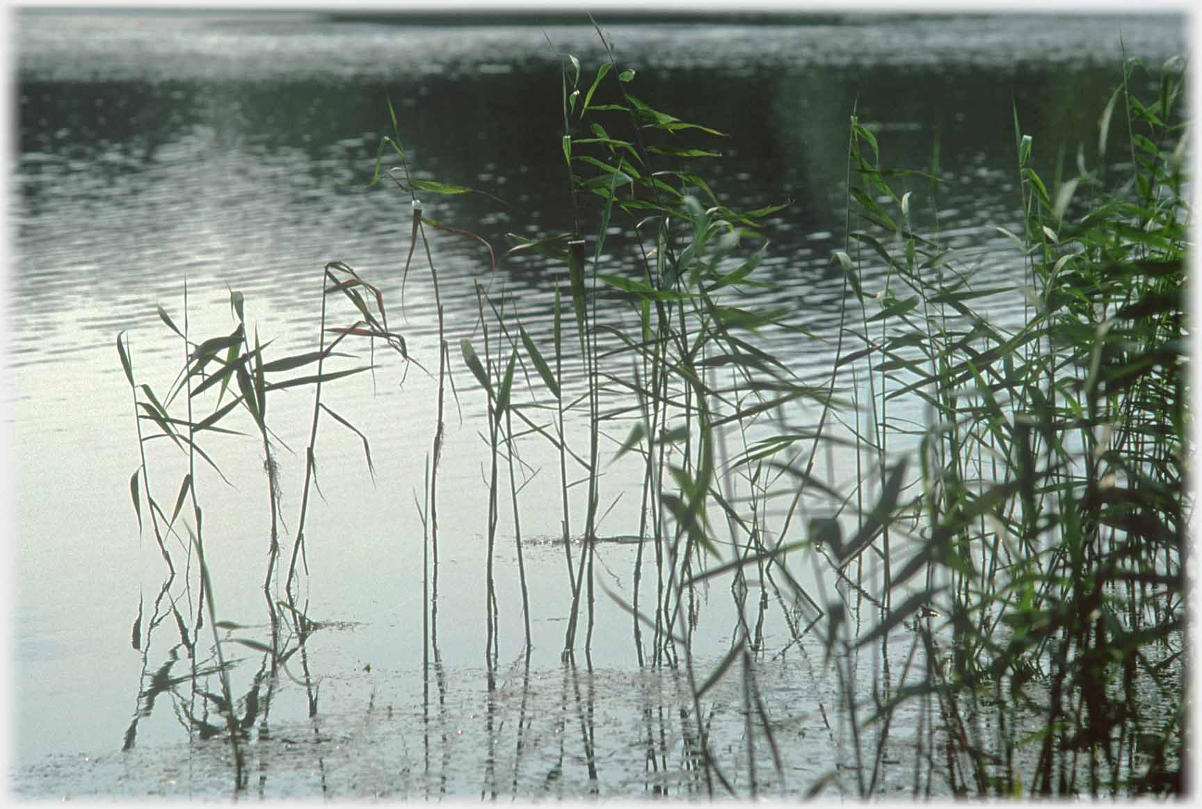 Reeds at the side of a lake.