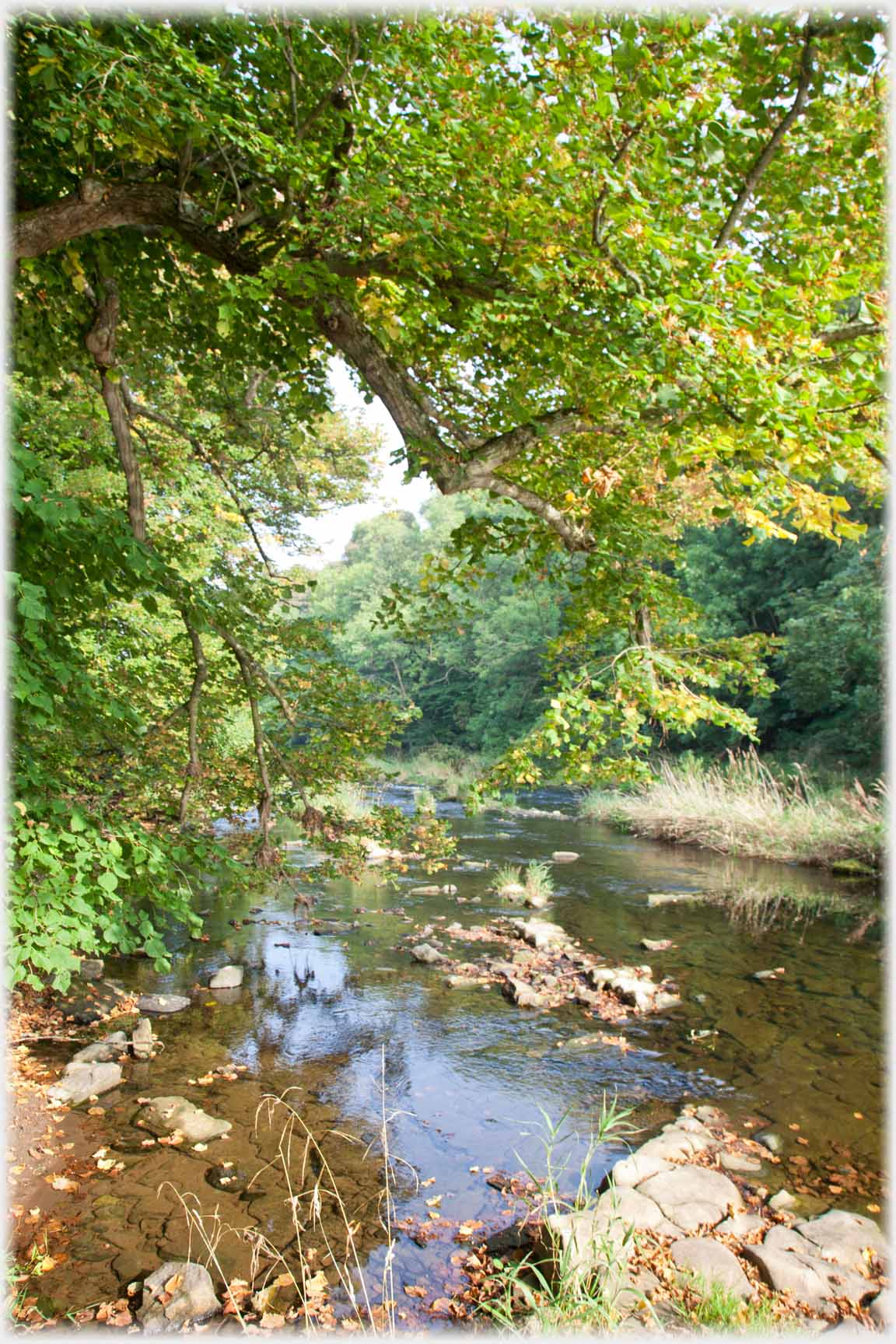 Rocks in treed river.