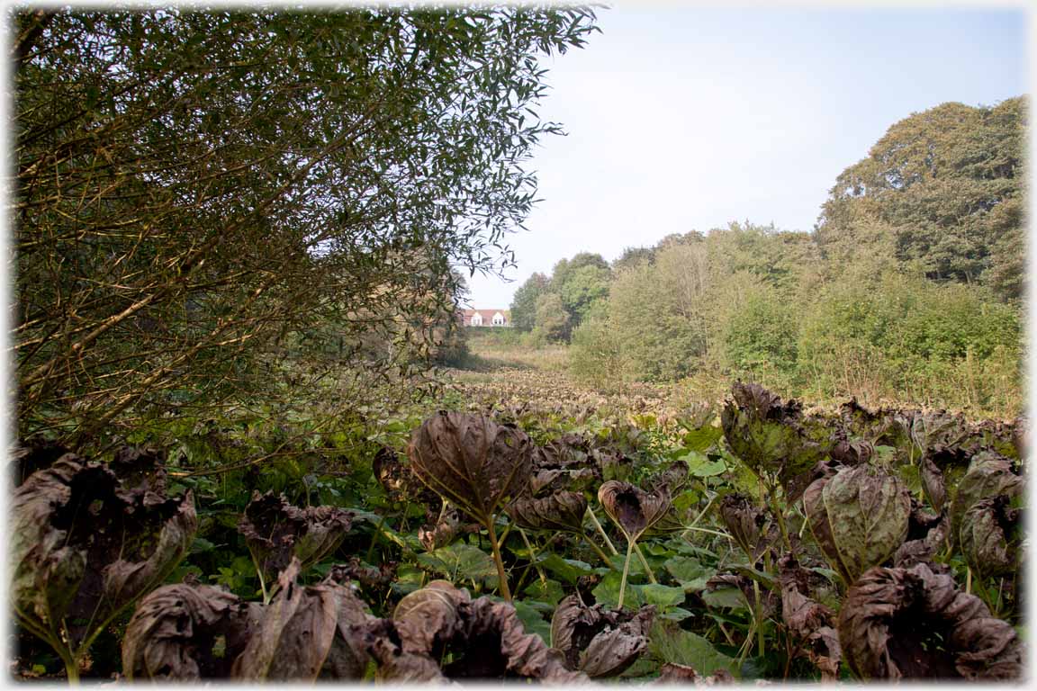 Field and trees with distant dormer windows.