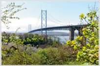 Bridge photographed from amongst trees.