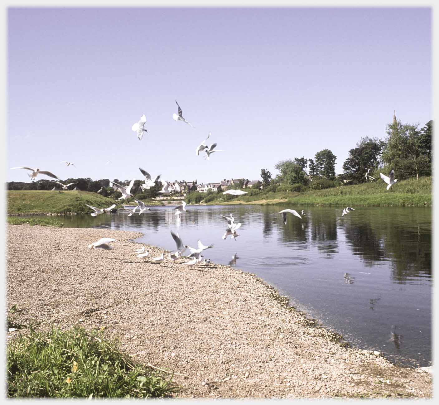 Flock of gulls by river.