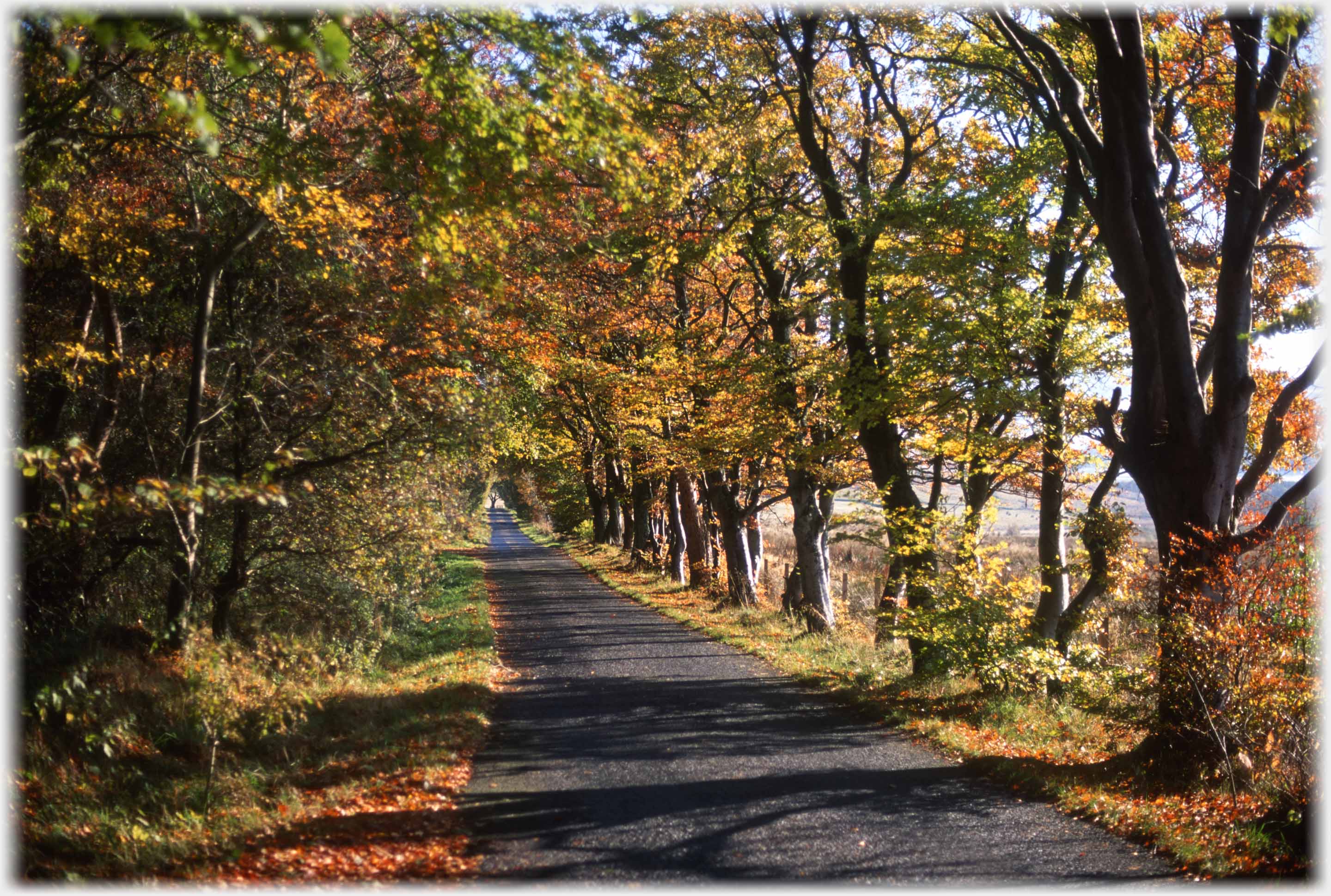 Straight road running away between beech trees in autumn leaf.