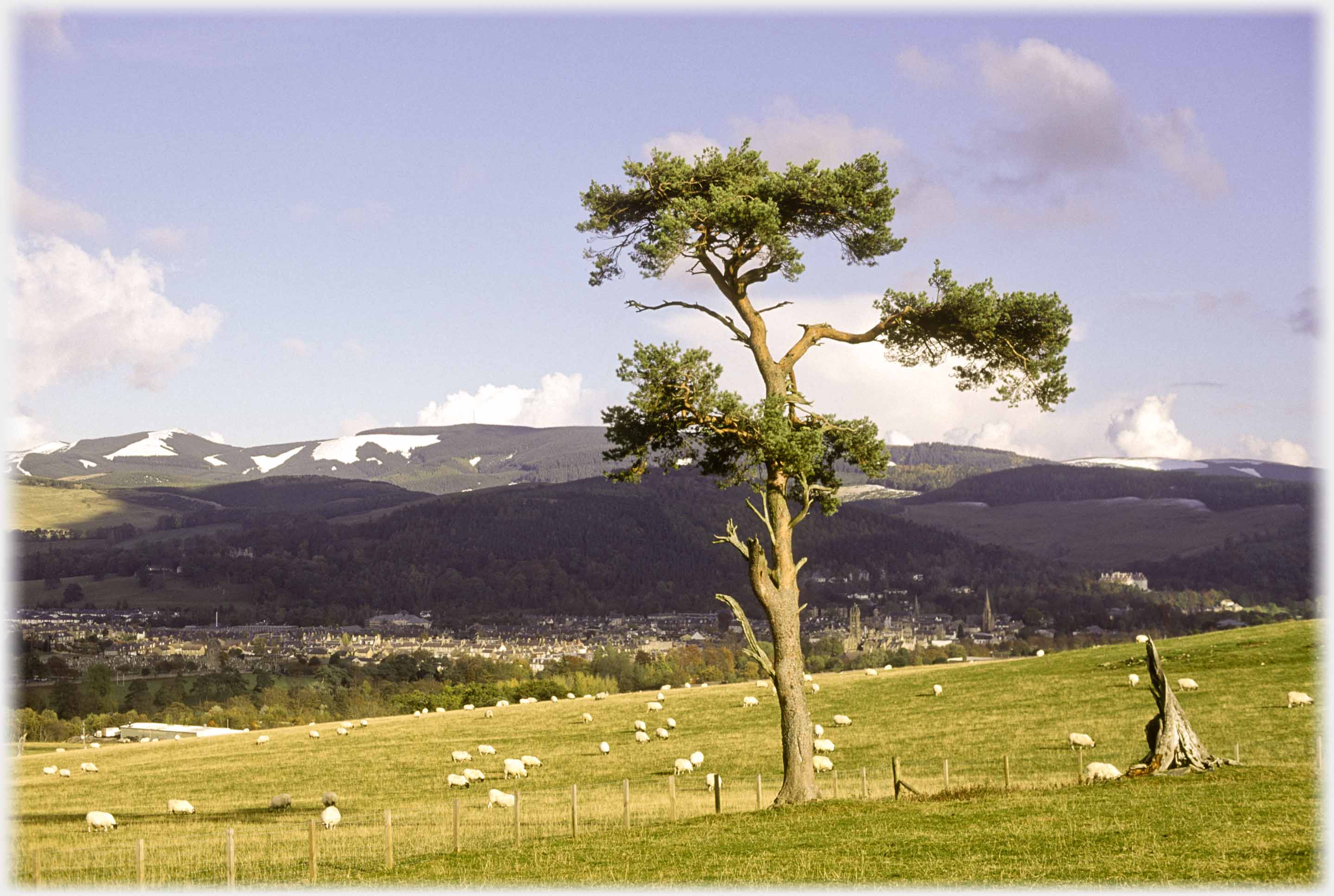 Wider view of the town in its valley with tree and stump.