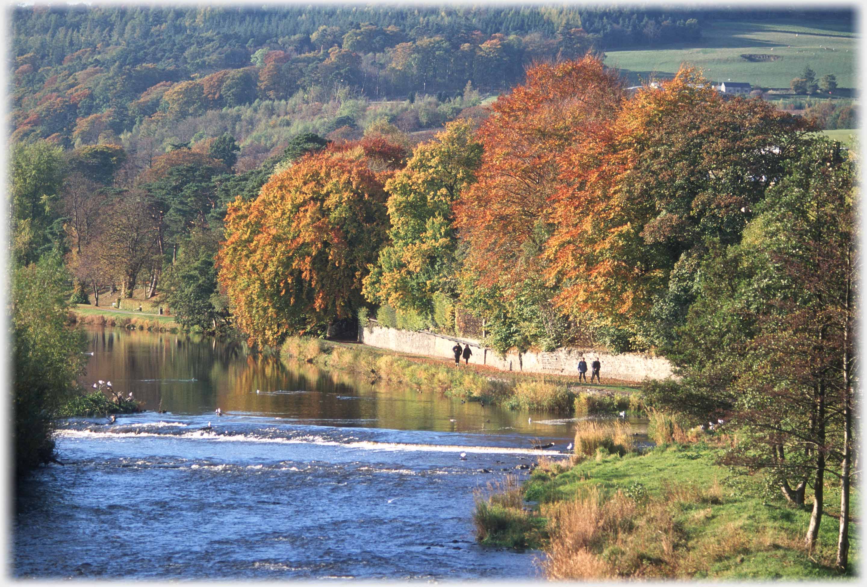 People strolling on path between river and all which is overhung with autumn trees.